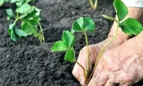 посадка клубники