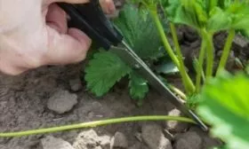 Удаление усиков у клубники