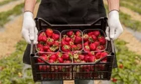 Уборка клубники