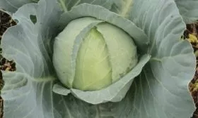 капусты Амагер