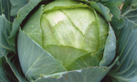 описание капусты амагер