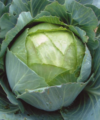 описание капусты амагер