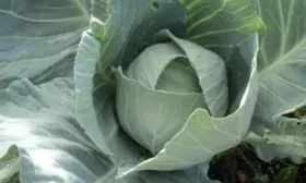 характеристики кочанов