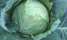 капуста Московская поздняя