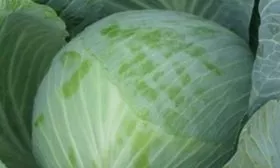 капуста Валентина F1