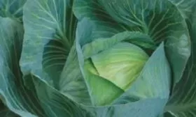 капуста Экстра F1