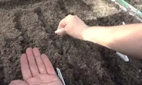 посадка семян капусты в огород