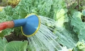 полив капусты