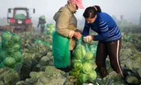 уборка капусты