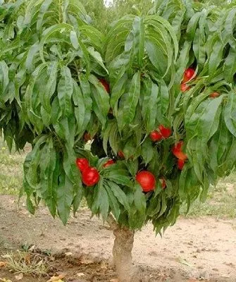 лучшие сорта низкорослых персиков