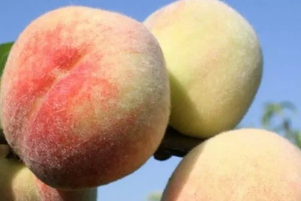 карликовые персики Белоснежка