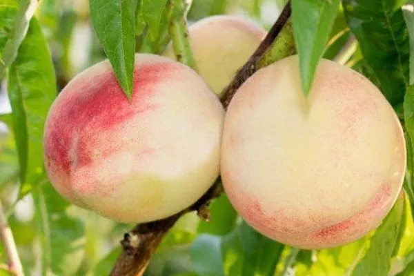 персик Белый лебедь