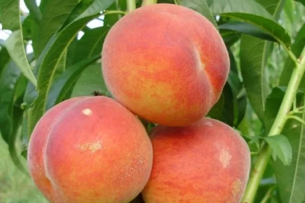 персик Воронежский кустовой