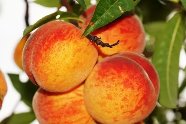 персик Золотой триумф