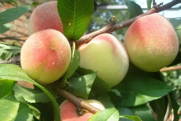 персик Мичуринский