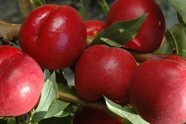 персик Рубиновый 7