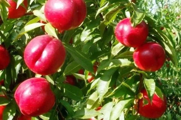 Нектарин Рубис