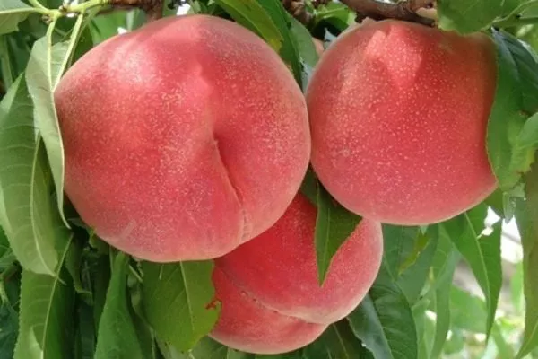 персик Роял Прайд