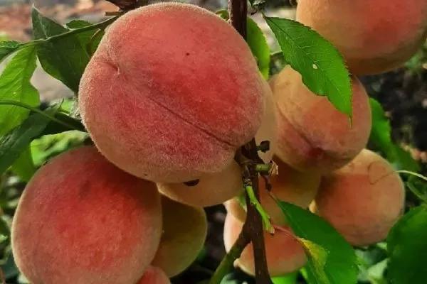 персик Саратовский ранний