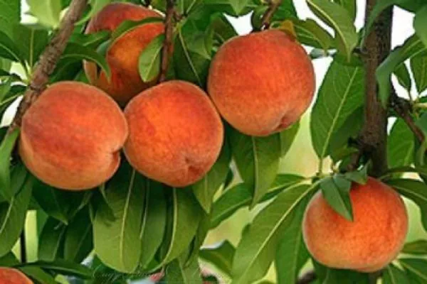 персик Тотем садовода