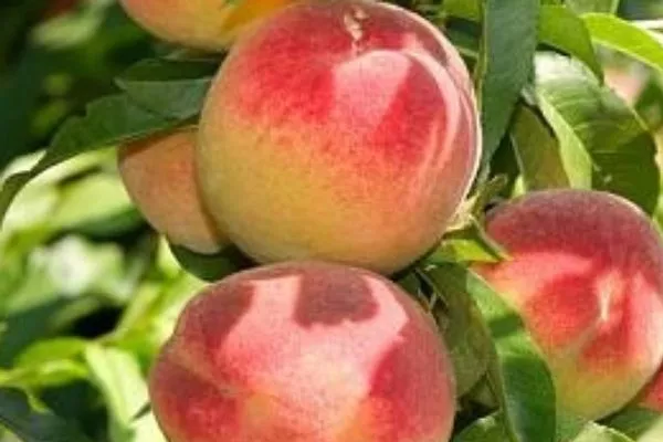 персик Уралец