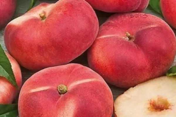 персик УФО-4