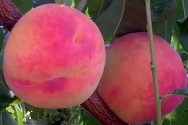 персик Фламинго