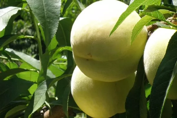 персик Фрут ми Айспич