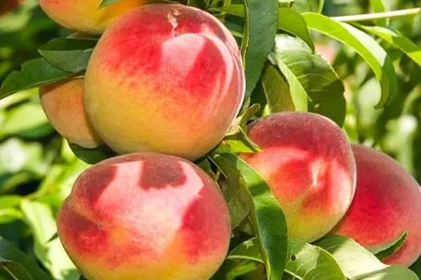 персик Юбилей столицы