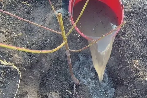 посадка карликового персика