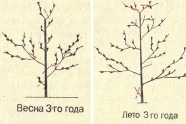 обрезка карликового персика