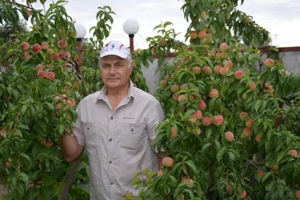 карликовые персики