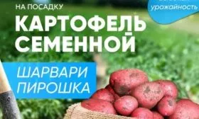 картофель Шарвари Пирошка