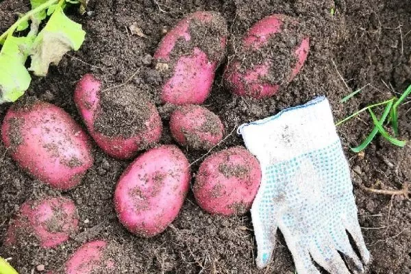 катофель сорта Шарвари Пирошка