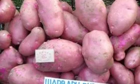 Описание клубней