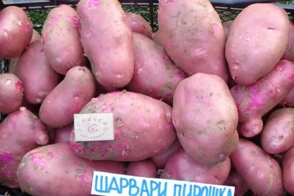 Описание клубней