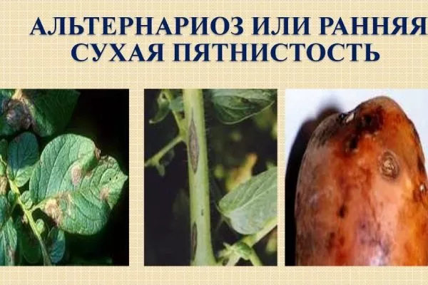 альтернариоз на картофеле