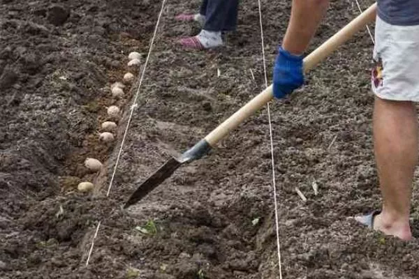 Особенности посадки