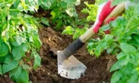 окучивание картофеля