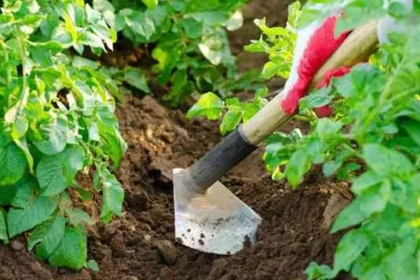 окучивание картофеля