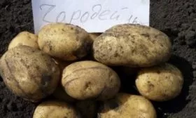 Картофель Чародей