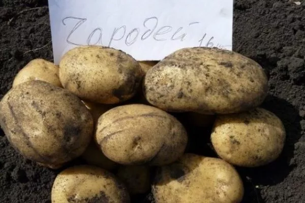 Картофель Чародей