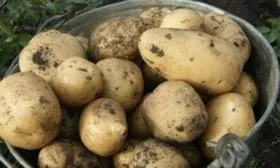 Картофель сорта Чародей