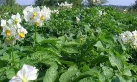 описание куста картофеля