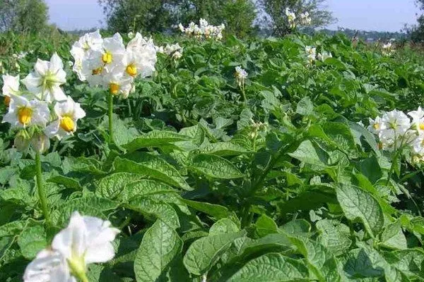 описание куста картофеля