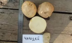 Характеристика корнеплодов