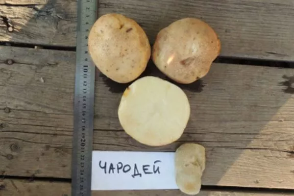 Характеристика корнеплодов