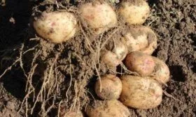 сбор картошки