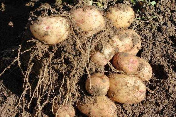 сбор картошки