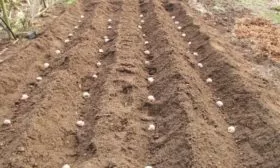 посадка картофеля